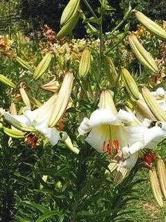 New for 2026! — The Lily Garden